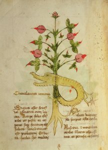 Ms 1591 Fol.6v Herba Chavalaritas Romana, pozdní 15. století (vellum) od Italian School