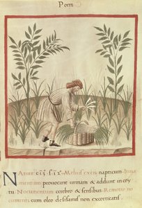 Ms 3054 f.22 Sklizeň pórku, z „Tacuinum Sanitatis“ (vellum) od Italian School