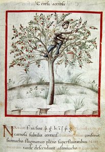 Ms 3054 f.25 Sběr třešní, od „Tacuinum Sanitatis“ (vellum) od Italian School