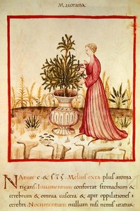 Ms 3054 fol.14v Majoránka zalévací, z 