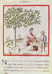 Ms 3054 fol. 31 Sklizeň a vaření kaštanů z „Tacuinum Sanitatis“ (vellum) od Italian School