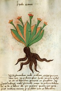 Paní 320 M Fol.34r Herba Victoria, z 