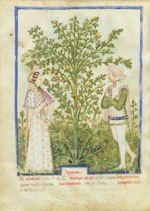 Nouv Acq Lat 1673 fol.28v Celer, od Tacuinum Sanitatis, kolem 1390-1400 od Italian School