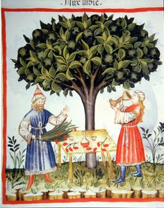 Nova 2644 fol.14r Sběrný muškát, od Tacuinum Sanitatis od Italian School