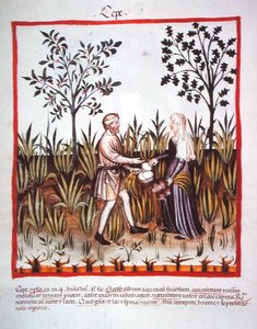 Nova 2644 fol.25v Sklizeň cibule, z Tacuinum Sanitatis Code Vindobonensis (na pergamenu) od Italian School