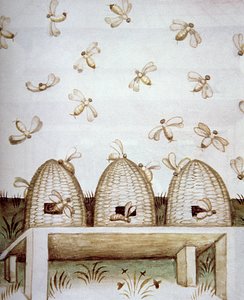 Nova 2644 fol.94v Včelstva, z Tacuinum Sanitatis od Italian School