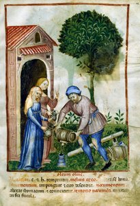 Olivový olej, miniatura z Tacuinum Sanitatis, latinská edice od Italian School