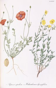 Papaver apulum a Helianthemum hyssopifolum, 1811-1838 od Italian School
