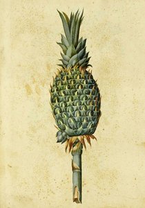 Ananas od Ulisse Aldrovandi od Italian School