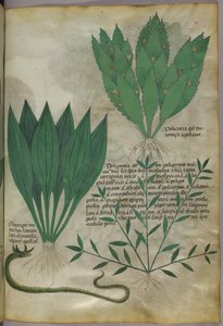 Rostliny s velkými širokými listy. Had, asi 1440 (tuš a barva na pergamenu) od Italian School