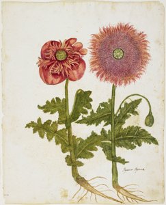 Mák (Papaver spp.) (wc a tempery na papíře)