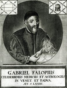 Portrét Gabriela Fallopia (1523–1562) od Italian School