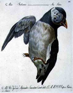Puffin, asi 1767-76 (ručně kolorovaná rytina) od Italian School