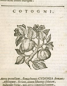 Kdoule (Cydonia oblonga), rytina Castore Durante od Italian School