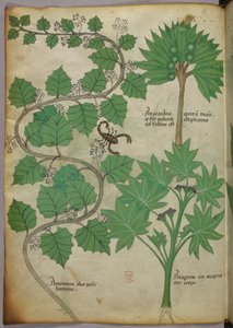 Botanická ilustrace Sloane 4016 f.3v, c.1440 (vellum) od Italian School