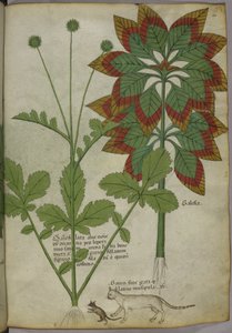 Sloane 4016 f.40 Plants, od 