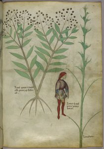 Sloane 4016 f.54 Muž močí do hrnce, z 