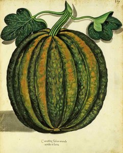 Squash od Ulisse Aldrovandi (1522 – 1605) deska vydaná v Piante Fiori Frutti (ručně kolorovaná rytina). od Italian School