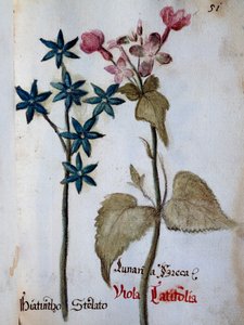 Hvězdný hyacint a Viola rubella var latifolia z Delineation of Flowers of Villa Vendramin od Italian School