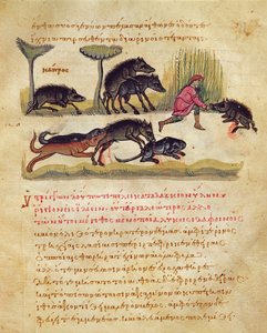 Pojednání o kance: život, páření, lov, ilustrace z Oppianovy Cynegetiky (tempera na pergamenu) od Italian School
