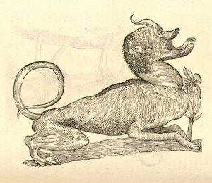 ilustrace Canis monstroso capite z Aldrovandis History of Monsters, 1642 od Italian School