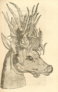 ilustrace Capreolus Polyceros z Aldrovandis History of Monsters, 1642 od Italian School