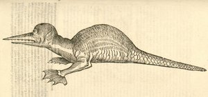 ilustrace bipes Draco marinus monophthalmos z Aldrovandis History of Monsters , 1642 od Italian School