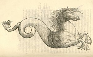 ilustrace Equus marinus monstrosus z Aldrovandis History of Monsters , 1642 od Italian School