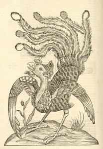 ilustrace Gallus Indicus auritus tridactylus z Aldrovandis History of Monsters , 1642 od Italian School