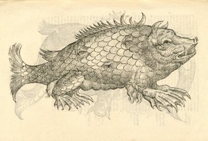 ilustrace Monstrosus Sur marinus z Aldrovandis History of Monsters, 1642 od Italian School