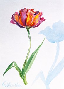 Tulip, 1998 (wc na papíře) (viz také 124446 & 124448) od Izabella Godlewska de Aranda