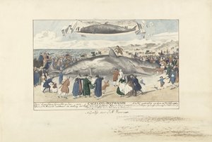 Vorvaň uvízl v Egmond aan Zee, 1764 Jen severně od Egmond op Zee, Cagelot nebo Potwhale. uvízl zaživa 15. února: 1764. (název na objektu) od J.A. Visser