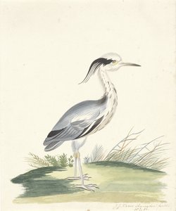 modrá volavka od J.J. Ramaker