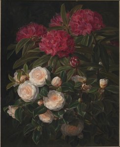 Kamélie a rododendrony
