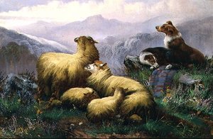 Ovčáčtí psi a ovce na Skotské vysočině od J.W. Morris