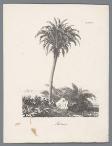 Palma Palmier (název na objektu) Studie stromů (název série) Etudes d