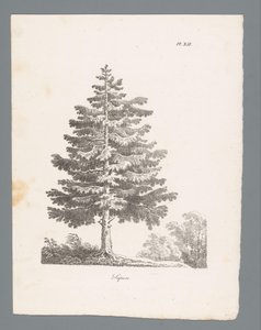 jedle stříbrná Sapin (název na objektu) Studie stromů (název série) Etudes d
