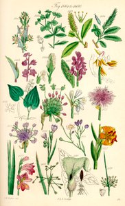 Stránka barevných ilustrací z British Wild Flowers podle díla J. E. Sowerbyho a C. P. Johnsona