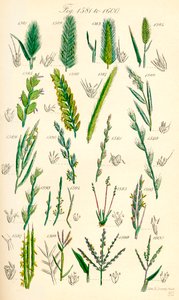 Stránka barevných ilustrací z British Wild Flowers podle díla J. E. Sowerbyho a C. P. Johnsona