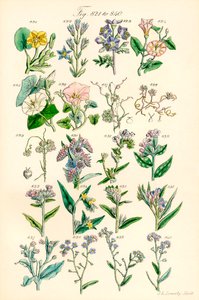 Stránka barevných ilustrací z British Wild Flowers podle díla J. E. Sowerbyho a C. P. Johnsona