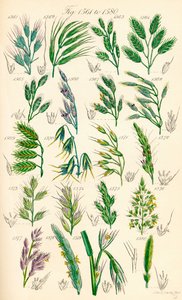 Stránka barevných ilustrací z British Wild Flowers podle díla J. E. Sowerbyho a C. P. Johnsona