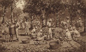 Lámání kakaových lusků v Trinidadu (litho)