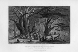 Starověké cedry v libanonském lese, 1841