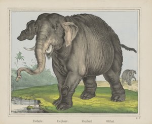 Slon. / Slon. / Slon. / Olifant (název na objektu) od J. Scotti