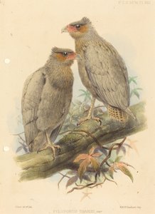 Polyborus Tharus, Var. od J. Smit