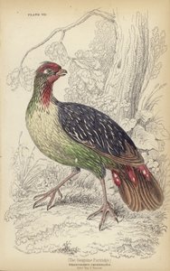Sanguine Patridge