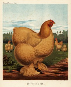 Buff cochin slepice od J. W. (after) Ludlow