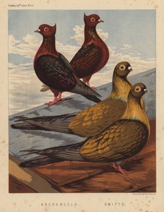 Holubi: Archandělé; Swifts (barevné lito) od J. W. (after) Ludlow