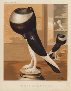 Holubi: Black-Pied Pouter Cock (barva lito) od J. W. (after) Ludlow