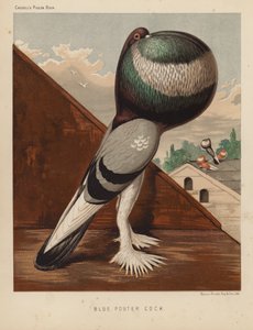Holubi: Blue Pouter Cock (barva lito)